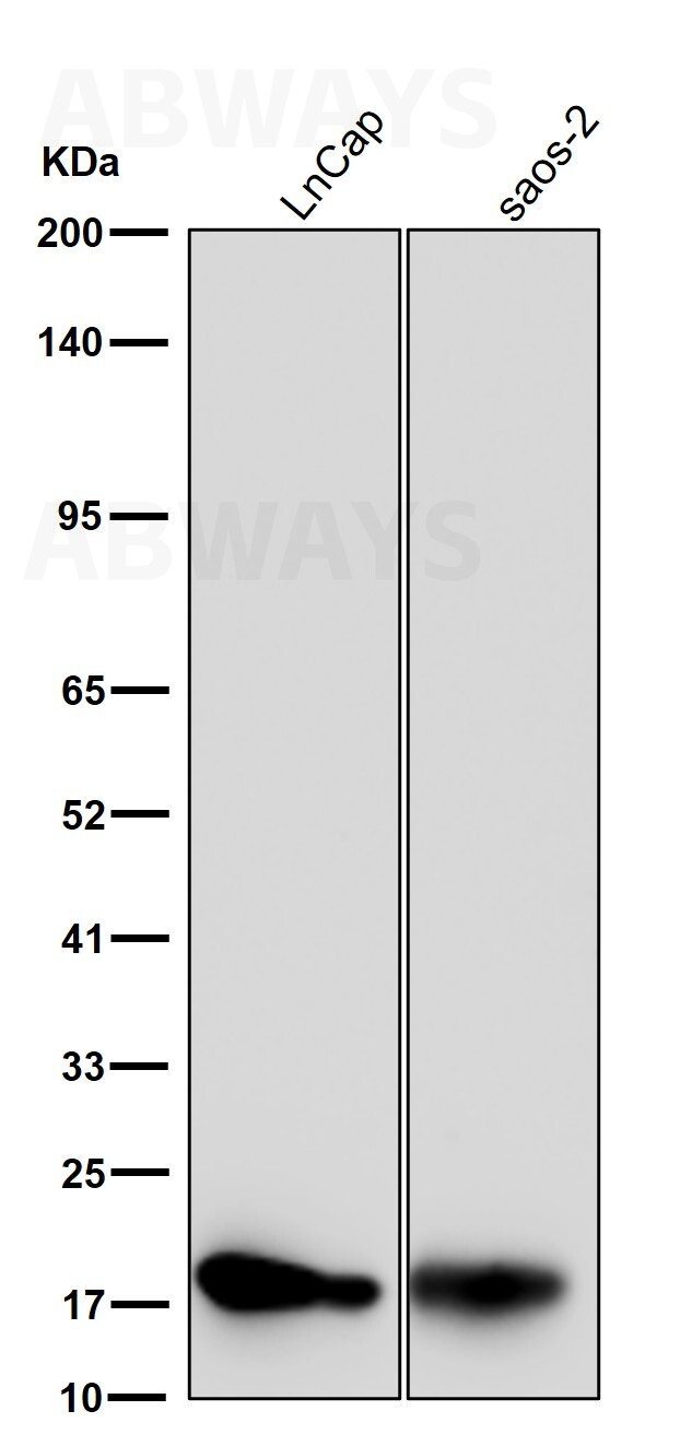 Myosin light chain 12B Ab