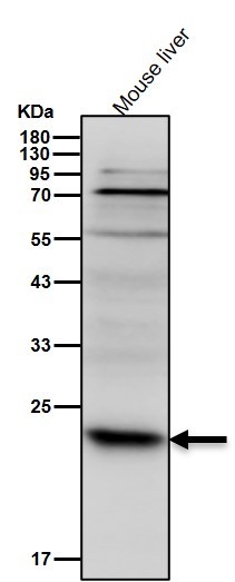 Acetyl-SOD2 (K68) Ab