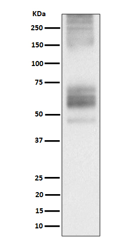 SSTR1 Ab