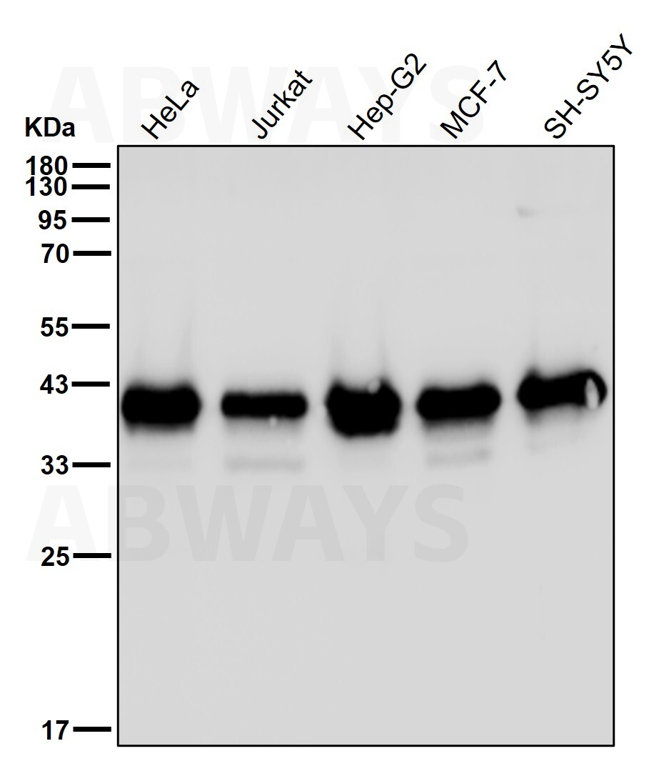 Syntaxin 16 Ab