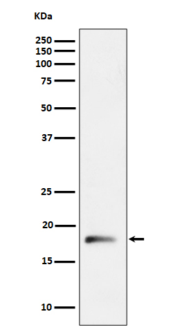 RPL26L1 Ab
