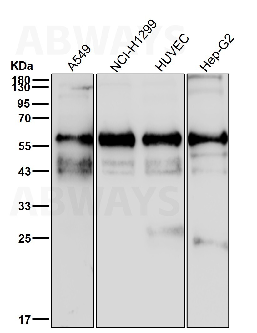 Sterol carrier protein 2 Ab