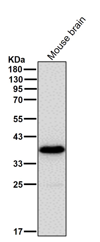NIF3L1 Ab