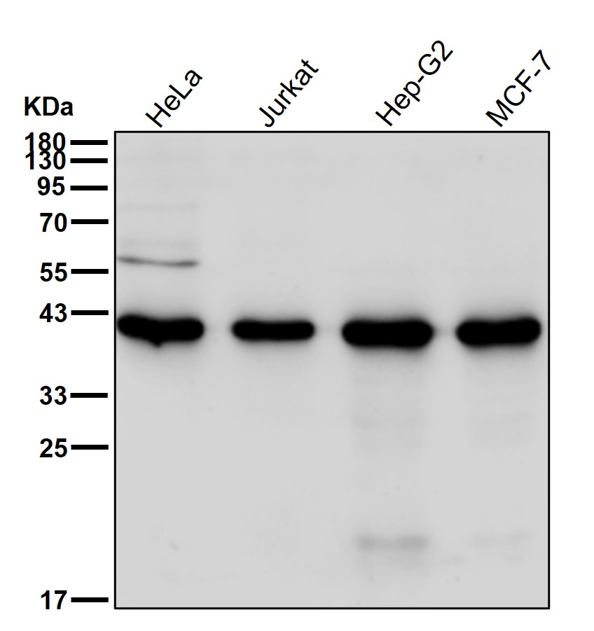 NIF3L1 Ab