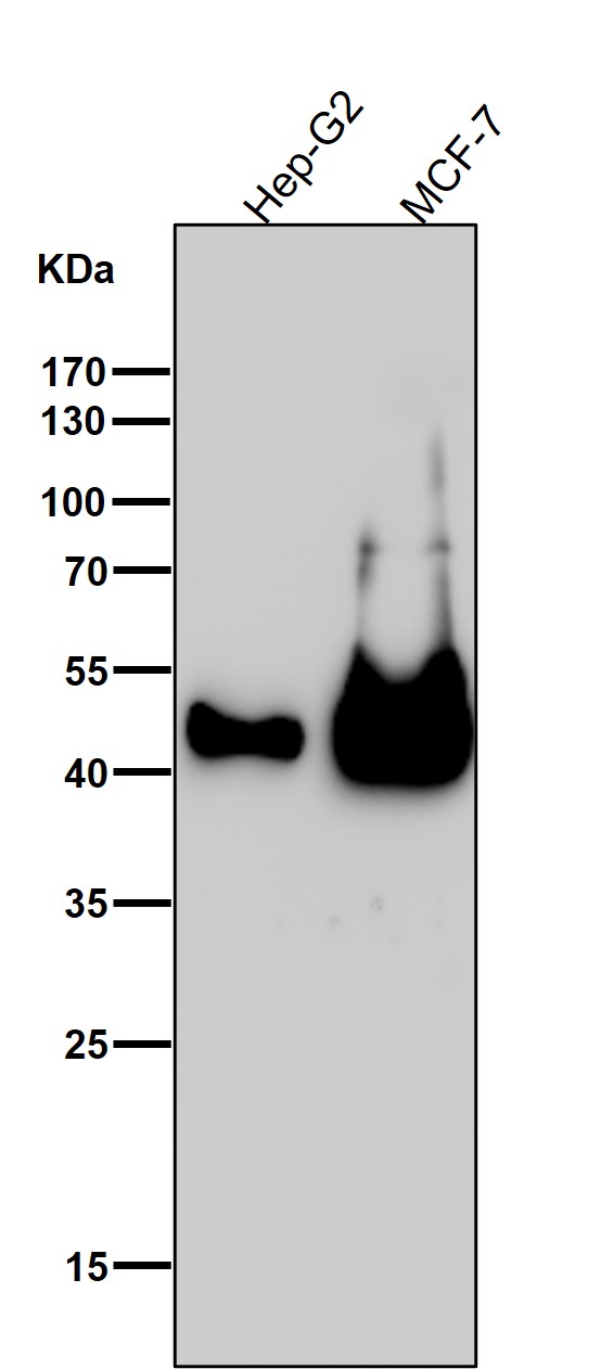 Cytokeratin 19 Ab