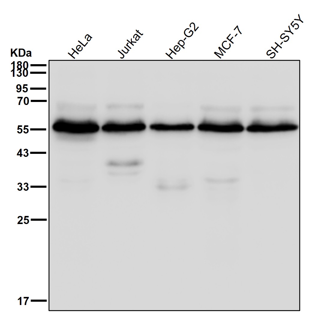 GRSF 1 Ab
