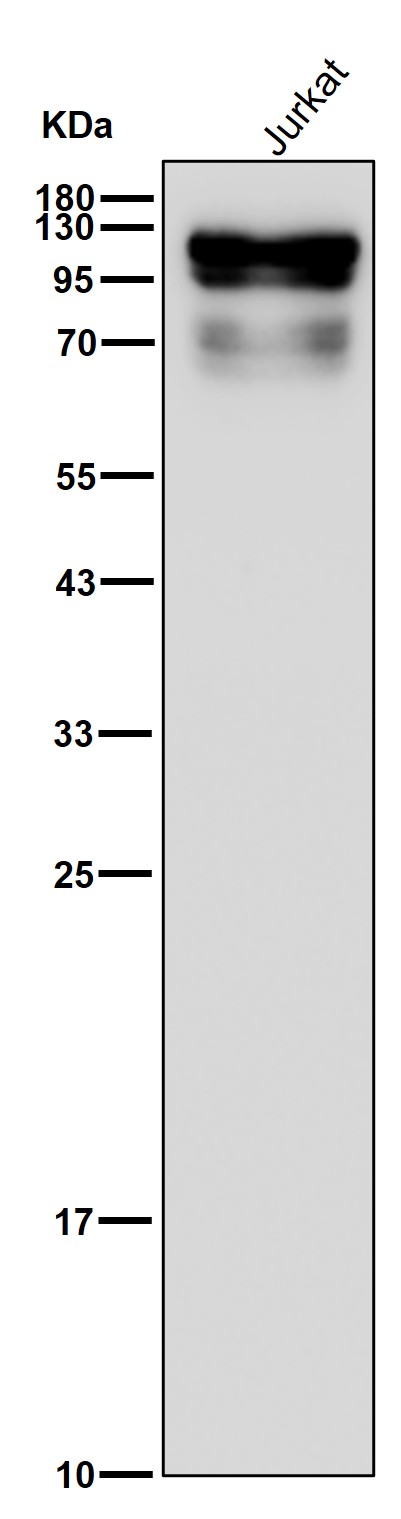Semaphorin 4D Ab
