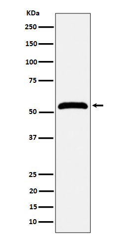 MPP1 Ab