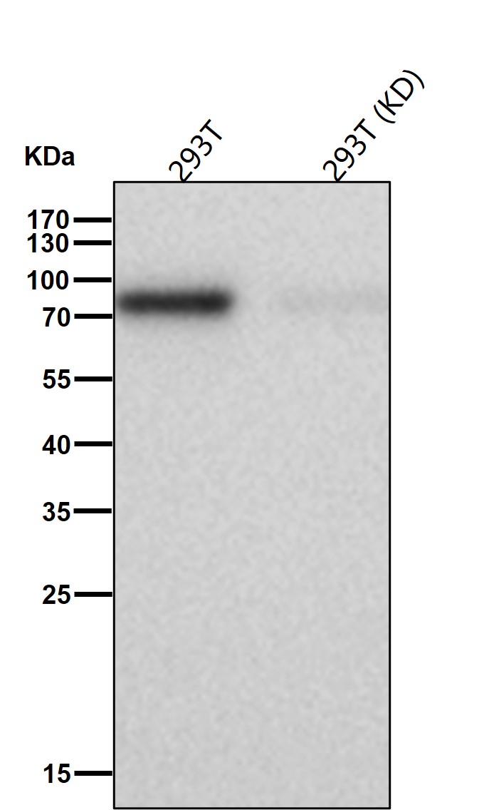 CTPS1 Ab