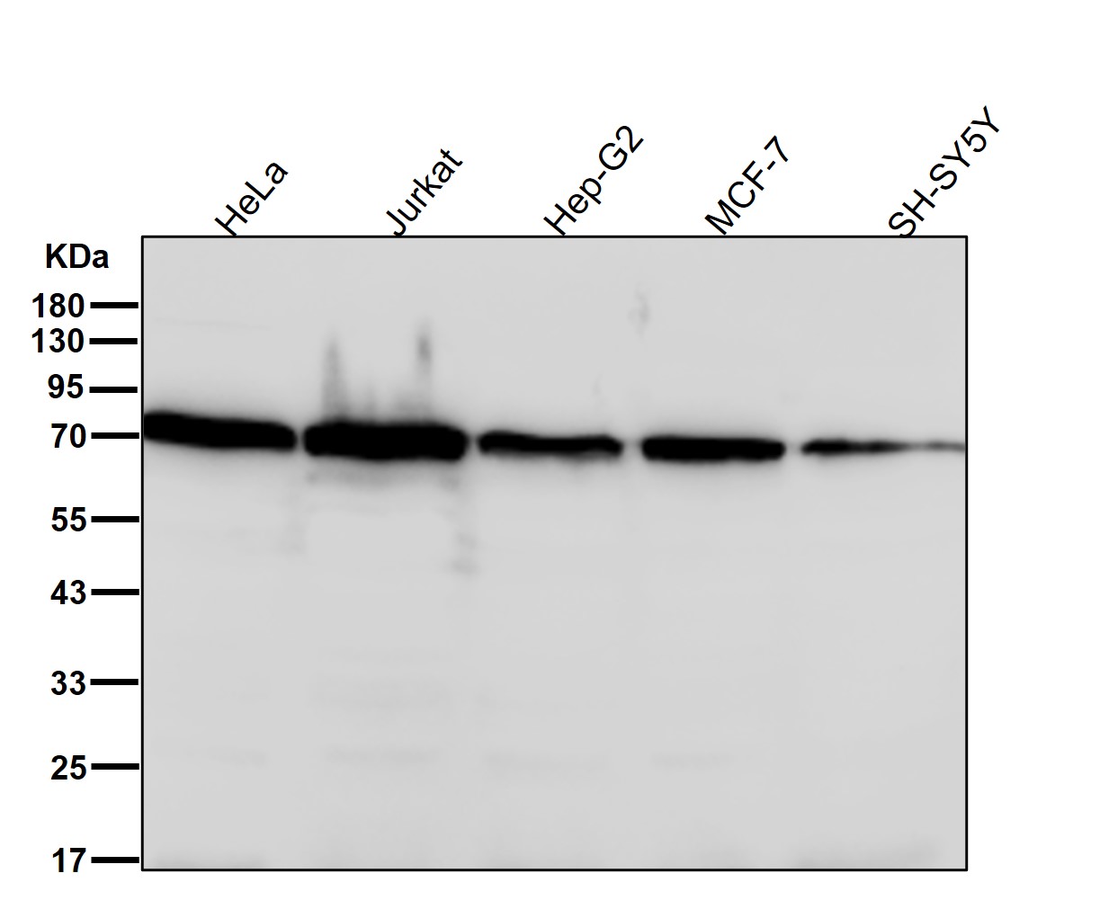 CTPS1 Ab
