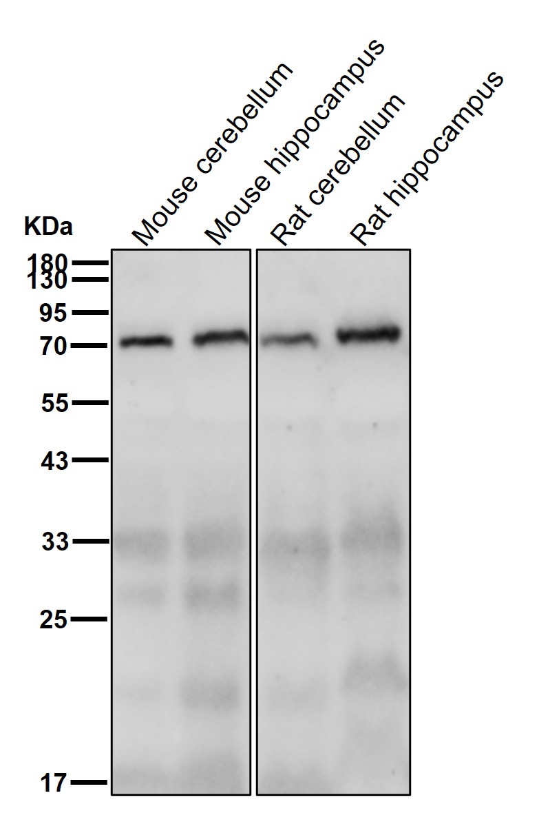 CTPS1 Ab