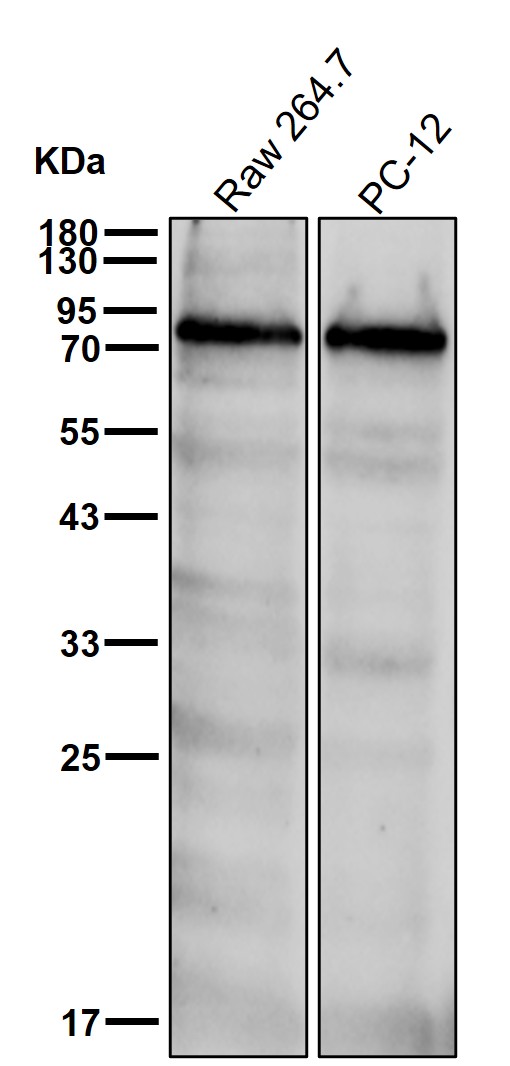CTPS1 Ab