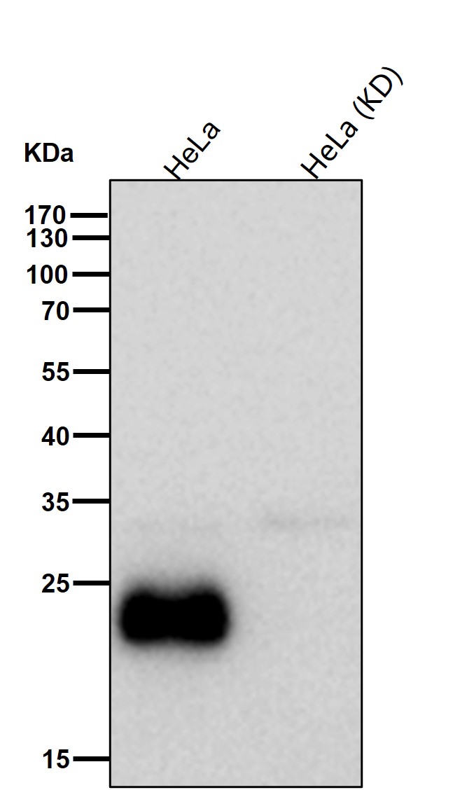 DNAJC12 Ab