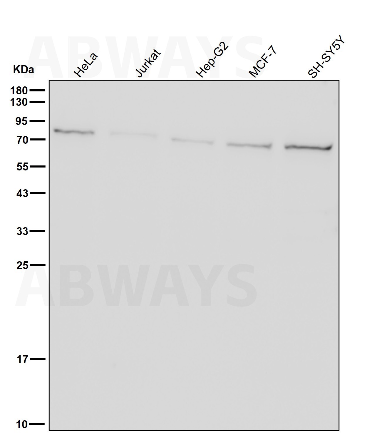 Exocyst complex component 3 Ab