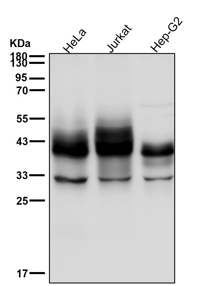 CD32 Ab