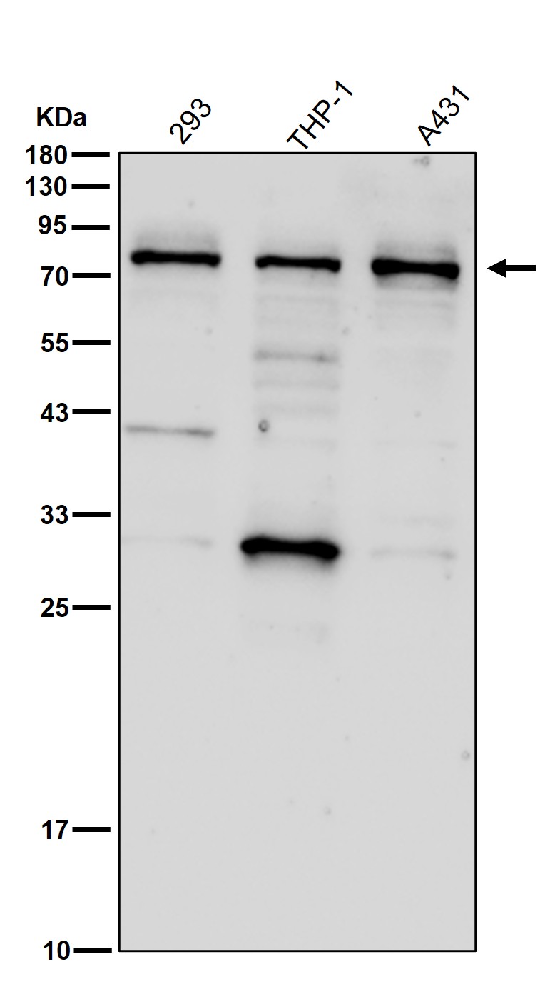 GlyT2 Ab