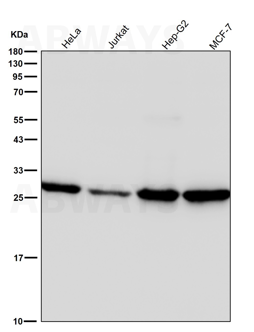 Adenylate kinase 2 Ab