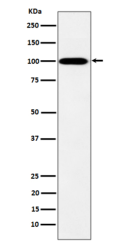 Myosin 19 Ab