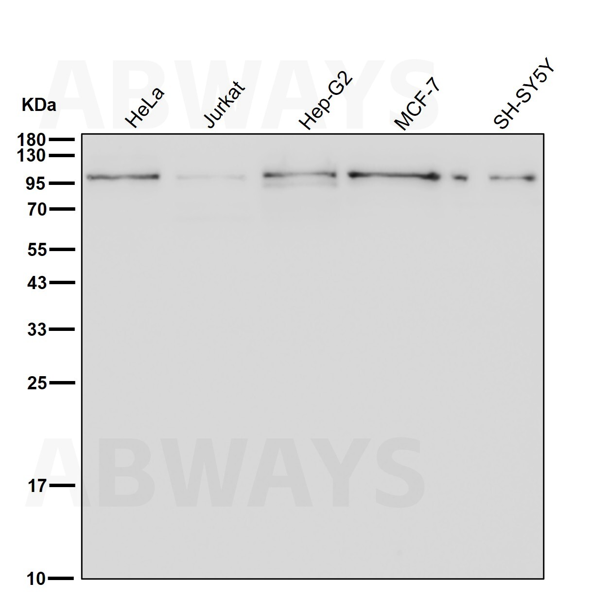 Myosin 19 Ab