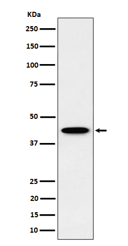 ITPK1 Ab