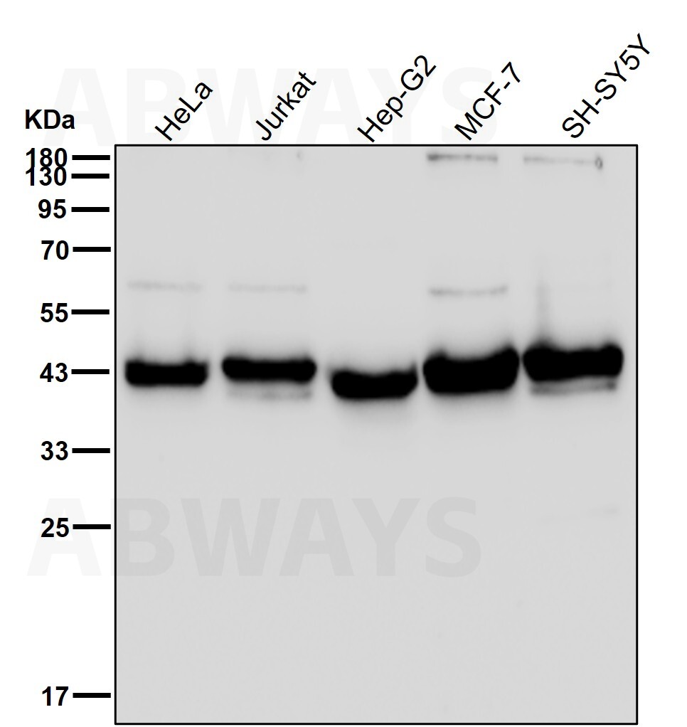 ITPK1 Ab