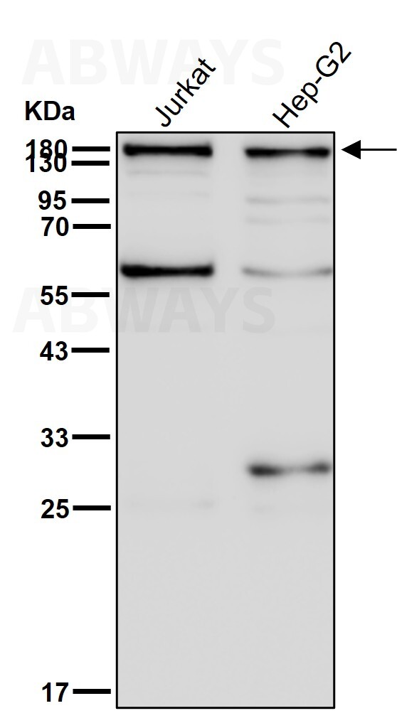 IQGAP2 Ab