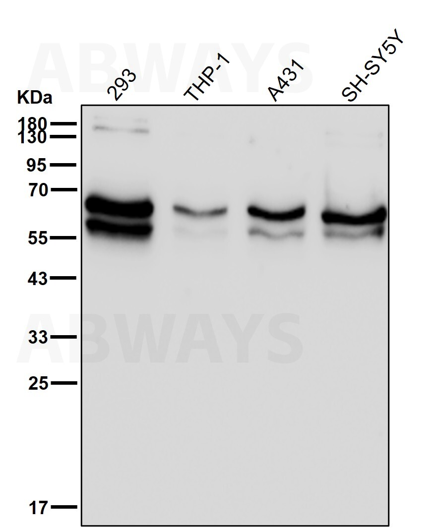 CDK16 Ab