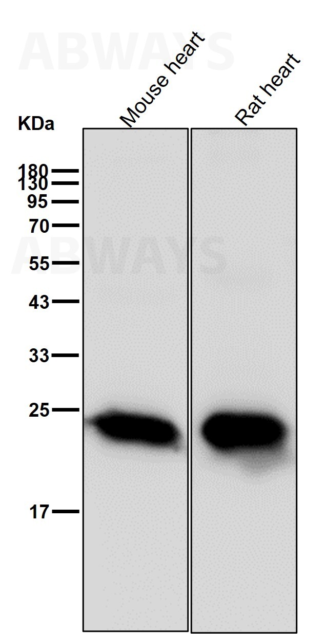 Myosin light chain 3 Ab Abways