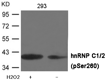 p-hnRNP C1/C2 (S260) Ab