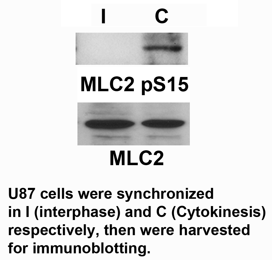 p-Myosin light chain 2 (S15) Ab