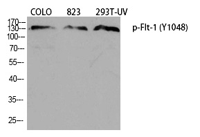p-VEGF Receptor 1 (Y1048) Ab