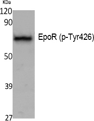 p-EPOR (Y426) Ab