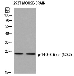 p-14-3-3 theta (S232) Ab