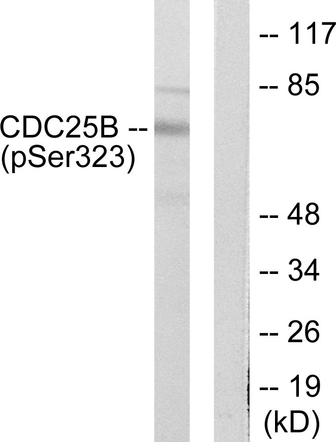 p-CDC25B (S323) Ab