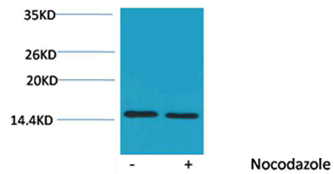 p-Histone H4 (T80) Ab