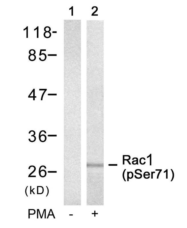 p-Rac1 (S71) Ab