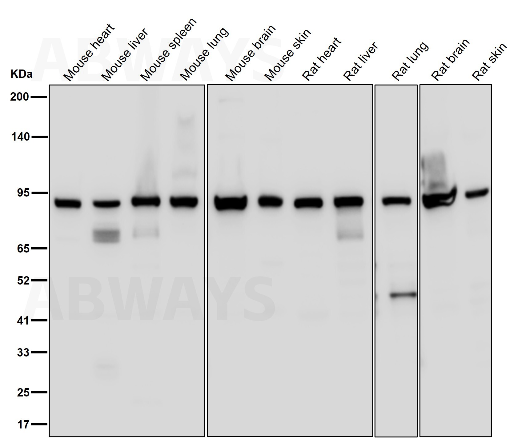 Hsp90 Ab(HRP)