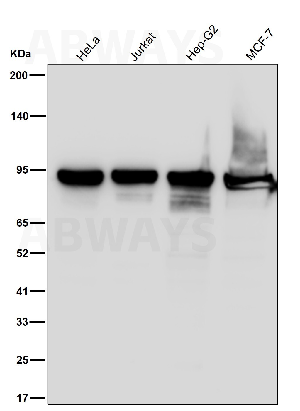 Hsp90 Ab(HRP)