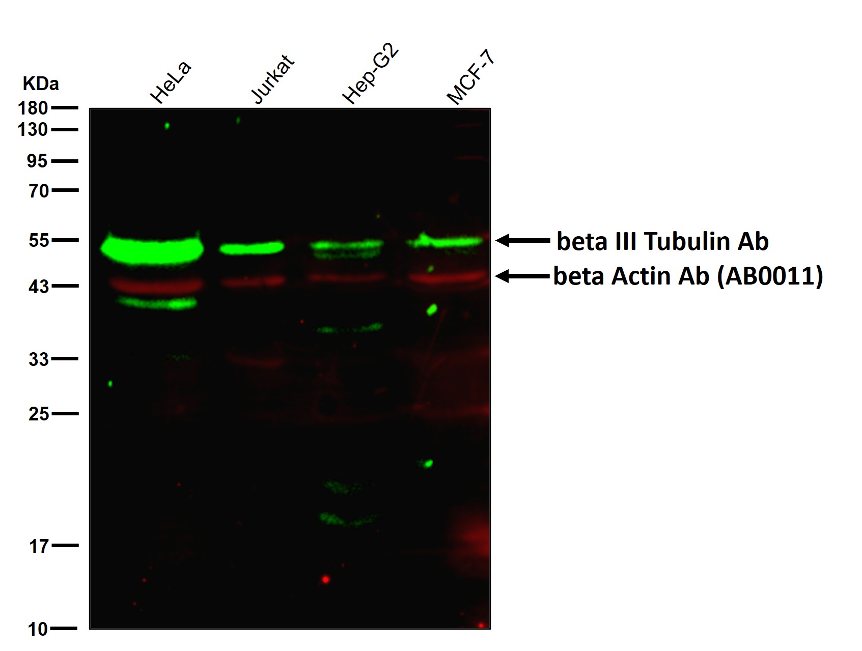 beta III Tubulin Ab