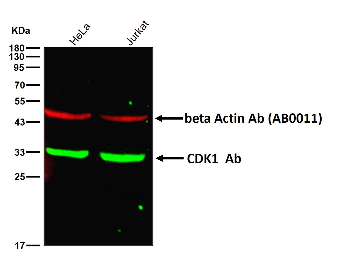 CDK1 Ab