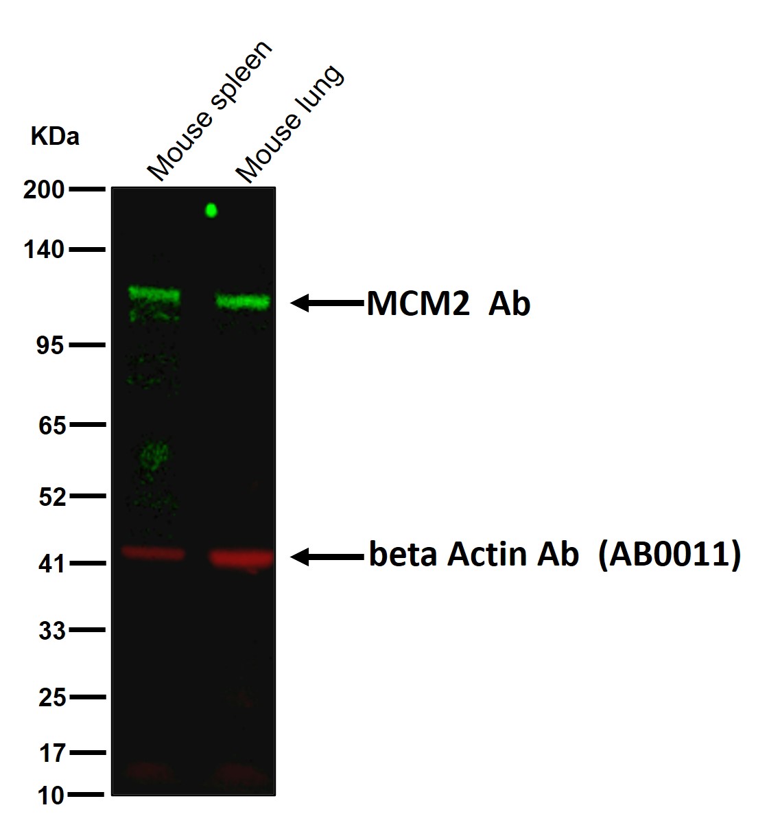 MCM2 Ab