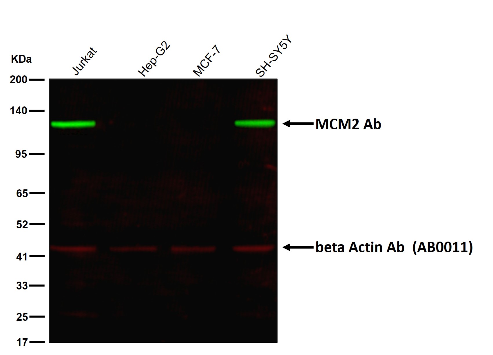 MCM2 Ab