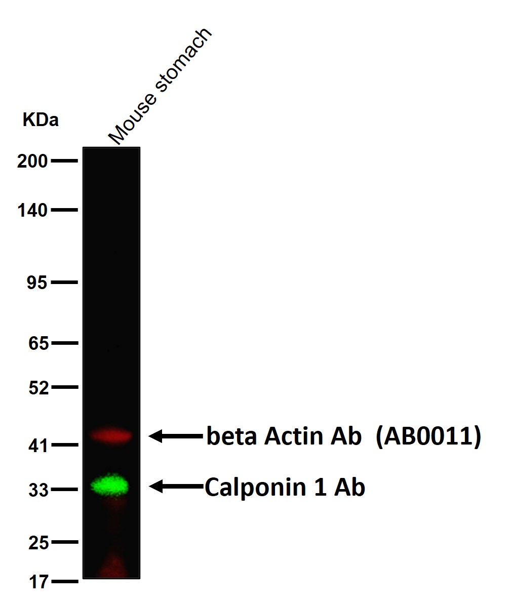 Calponin 1 Ab