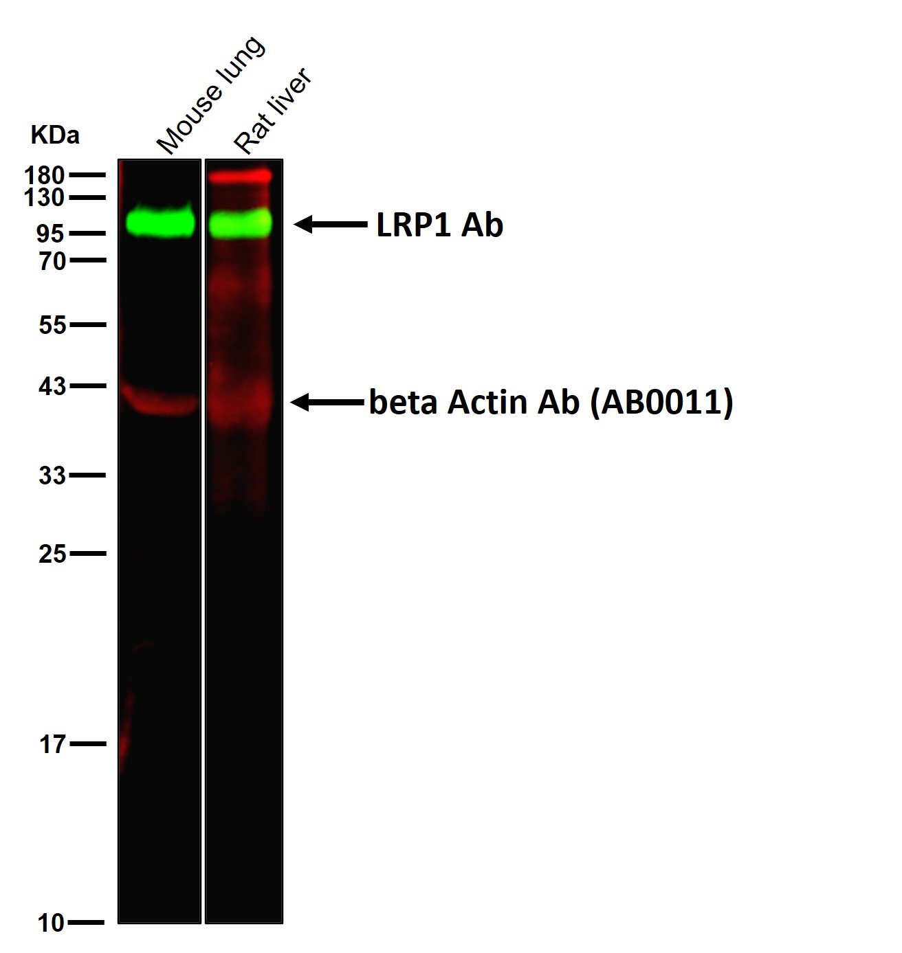 LRP1 Ab