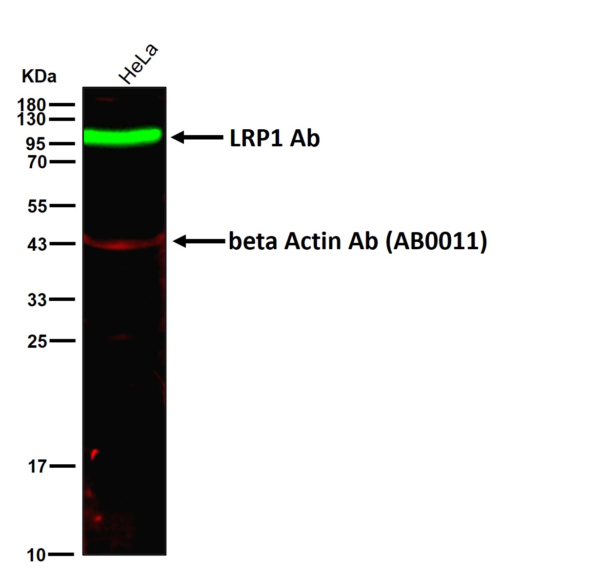 LRP1 Ab