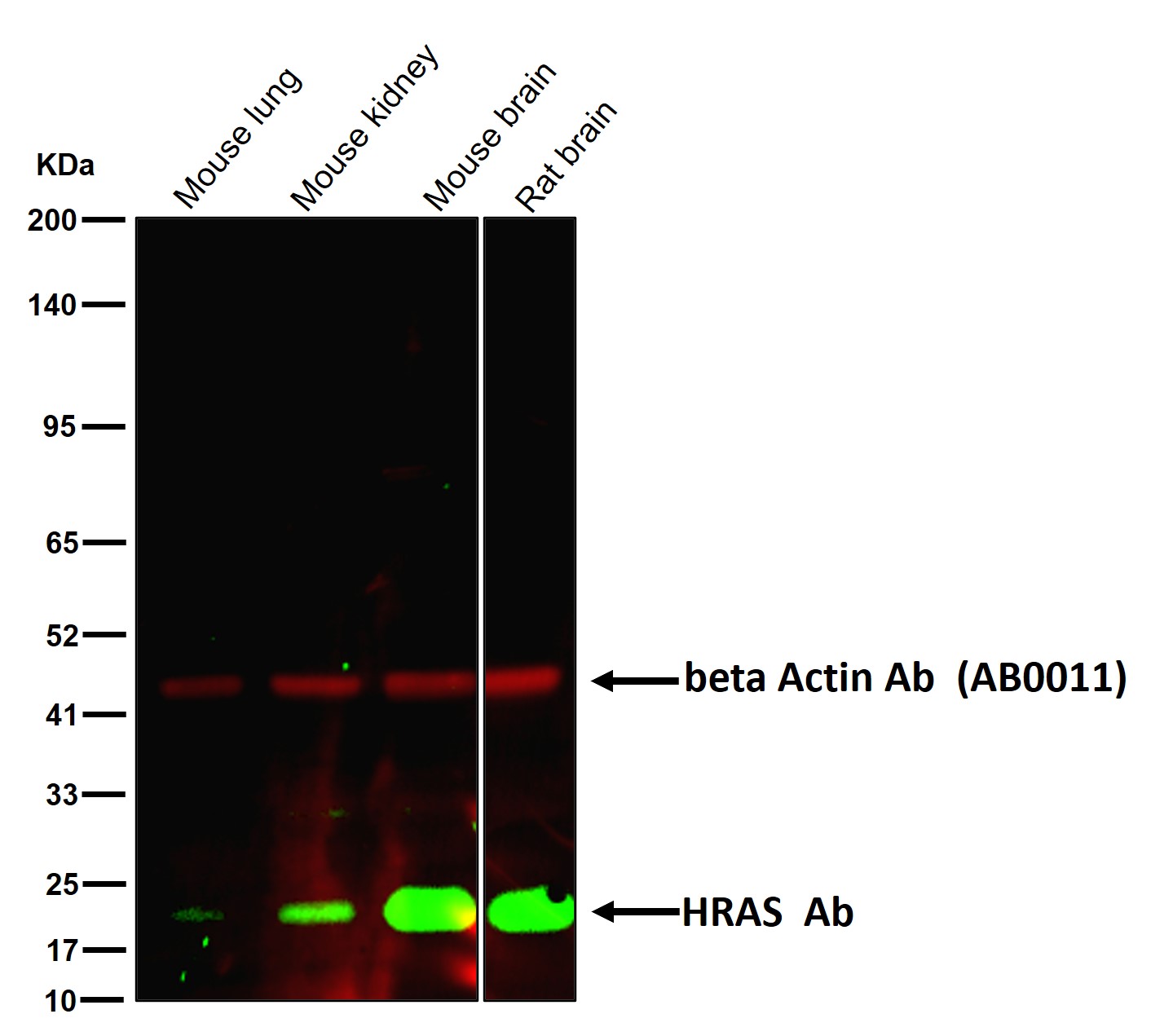 HRAS Ab