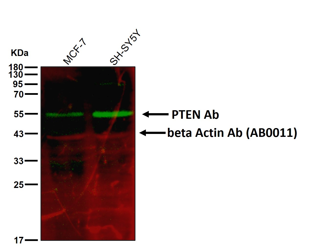 PTEN Ab