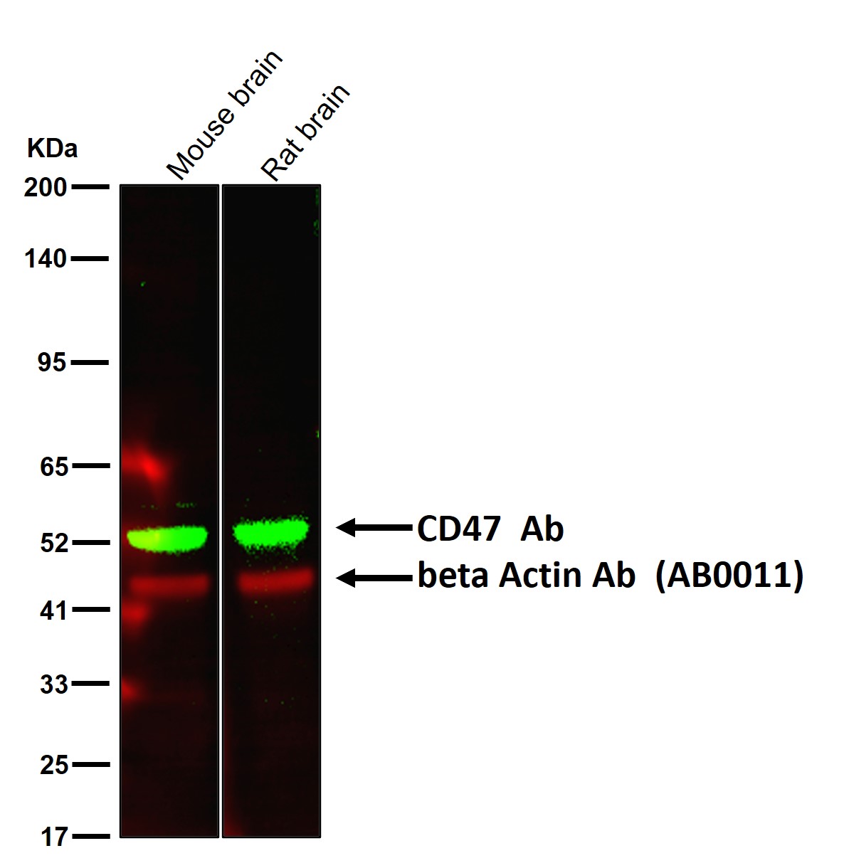 CD47 Ab