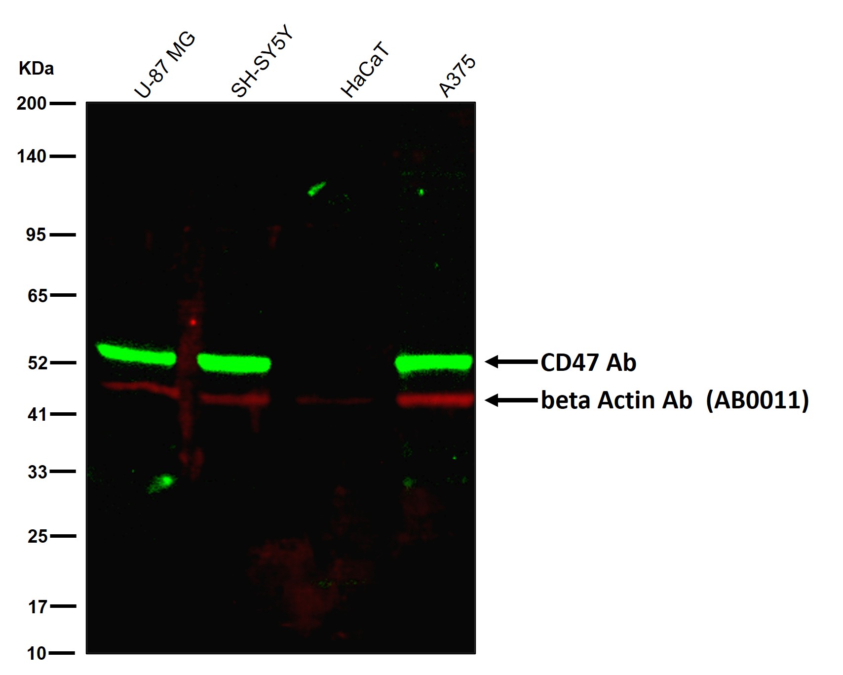 CD47 Ab