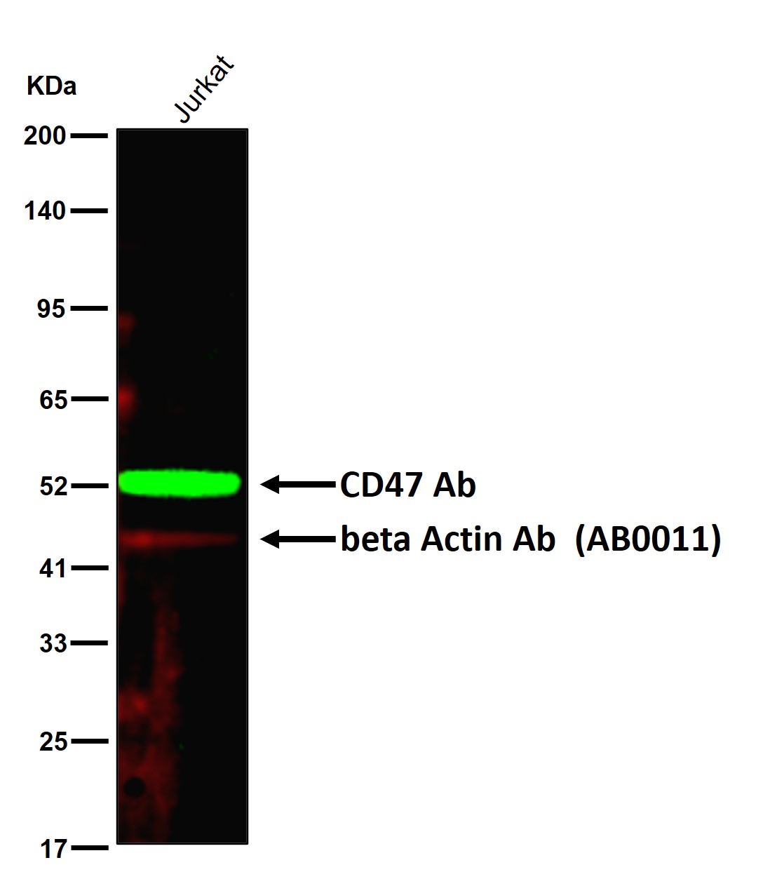 CD47 Ab